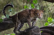 Wilpattu National Park | Half Day Safari Tour