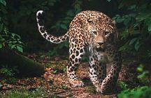 Wilpattu National Park Safari From| Anuradhapura | Negombo