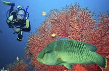 Join our Daily Diving Trip with 2 dives Transfer & Lunch-Hurghada