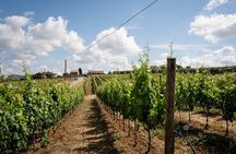 Winery tour and wine tasting in Maremma - Grosseto