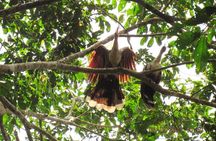 7-Day All-Inclusive guided jungle tour from Iquitos