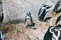 Table Mountain, Cape of good hope Full Day Shared Group Tour 