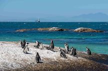 Cape Town Boulders Beach Penguin Watching Half Day Tour