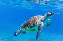 The Blue Experience: Snorkeling with Turtles & Beach Hopping tour