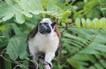 Panama Canal Jungle Boat Explorer Private Tour 