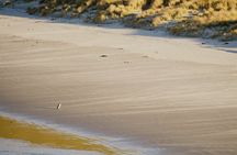 Wildlife and Penguin Tour