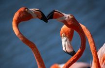 Private Bonaire North & South Tour