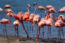 VIP Private South Island Tour