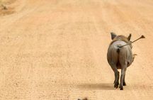 1. Day safaris to Mikumi by Train from dar es salaam 