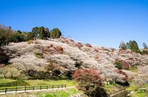 Korankei and Obara Bus Tour Papermaking Experience Course