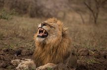 Full Day Safari Tour in Hluhluwe Imfolozi Park