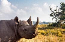 Full Day Safari Tour in Hluhluwe Imfolozi Park