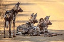 Full Day Safari Tour in Hluhluwe Imfolozi Park
