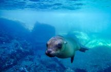 The only Natural Space Dolphin Encounter in Cabo Optional Pickup!