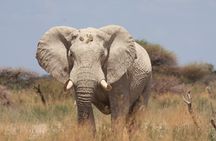 4 Day All Inclusive Tour to Boteti, Delta and Pans