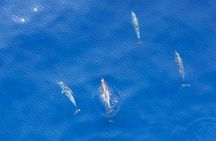 Depart Saint Raphaël: Meet the Dolphins
