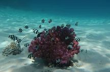 Private Glass family Boat Snorkeling 4 hours