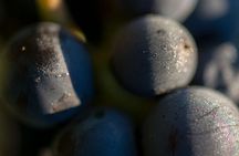 Salentein Wine Tour at the Heart of Uco Valley