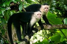 Panama Canal Jungle Boat Explorer Private Tour 
