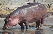 Half Day Isimangaliso Wetlands Park Boat Tour from Richards Bay
