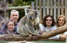 Phillip Island Penguin Parade, Wildlife and Beach Boxes Bus Tour