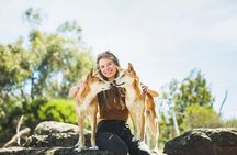 Phillip Island Penguin Parade, Wildlife and Beach Boxes Bus Tour