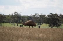 Sydney Wildlife Safari