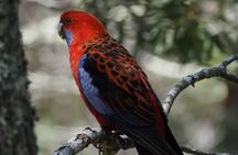 Sydney Wildlife Safari