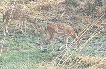 Jaipur Ranthambore Full Day Private Tour