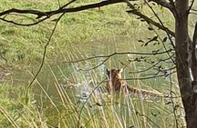Jaipur Ranthambore Full Day Private Tour