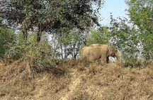 Taj Mahal & Wildlife SOS Elephant Sanctuary Tour from Delhi/Agra