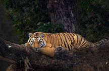 3 Day Taj Mahal and Jim Corbett National Park Safari Tour