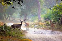 3 Day Taj Mahal and Jim Corbett National Park Safari Tour