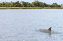 Private Charleston Dolphin Tour
