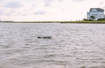 Private Charleston Dolphin Tour