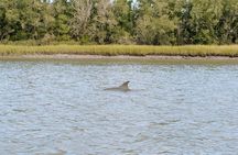 Charleston Dolphin Tour - Private up to 10