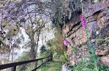 Birdwatching at Monserrate Bogotá 4H