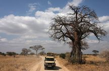 Tarangire National Park Full-Day Safari Experience