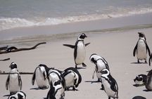 Explore Cape of Good Hope and Boulders Beach Private Tour