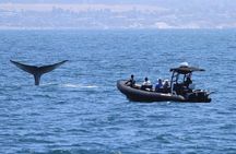 Up Close Dolphin & Whale Watching