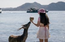 One Day Komodo Private Trip With Speedboat