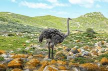 Cape of Good Hope and Boulders Beach Group Tour in Cape Town