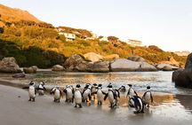Shared Cape of Good Hope and Boulders Beach Tour