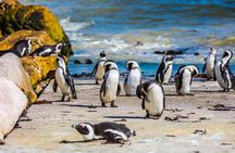 Shared Cape of Good Hope and Boulders Beach Tour