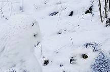  Arctic Polar Bear Adventure Afternoon Trip