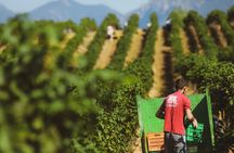 Tirana Lundra Winery Guided Tour with Wine Tasting