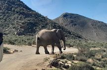 Cape Town Full Day Aquila reserve safari