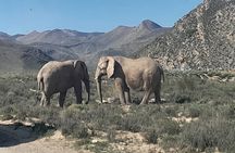 Cape Town Full Day Aquila reserve safari