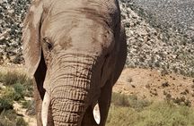 Cape Town Full Day Aquila reserve safari
