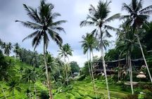 Ubud : Monkey Forest, Rice Terrace, Temples & Waterfall Tour